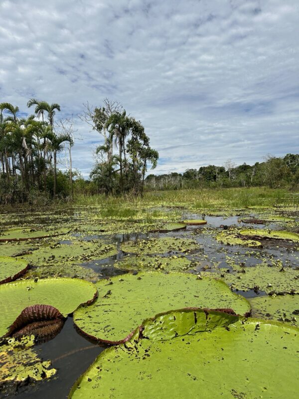 Lirios gigantes en el amazonas